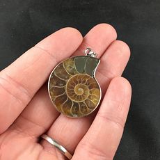 Ammonite Fossil Pendant Jewelry Necklace #JChG7nPGHW4