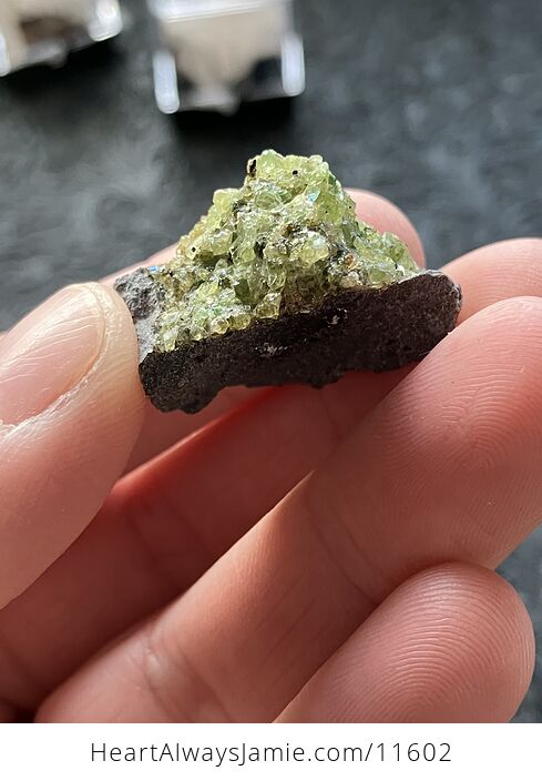 Arizona Olivine Crystals in Peridotite in Basalt Peridot Small Crystal Collector Specimen with a Wood Tag - #rZP7F6qdAOY-4